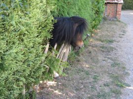 Shetland Pony